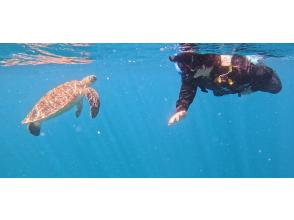 プランの魅力 Let's go find sea turtles that bring good luck! の画像