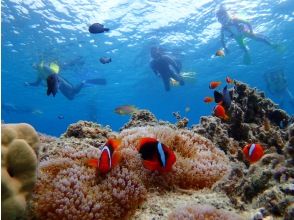 プランの魅力 沖縄らしいカラフルな魚がたくさん の画像