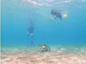 プランの魅力 ウミガメにも高確率で出会えます の画像