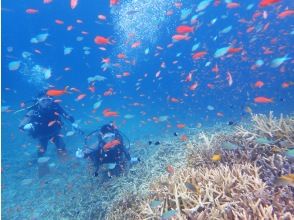 プランの魅力 沖縄らしいカラフルな魚がたくさん の画像