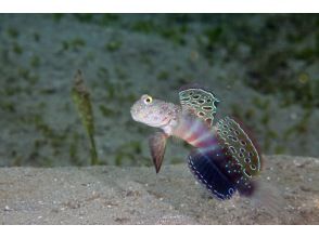 プランの魅力 西表島でしか見れない生物もいます の画像