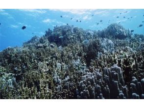 プランの魅力 藍珊瑚人群 の画像
