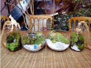 プランの魅力 Making moss terrarium の画像