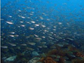 プランの魅力 たくさんのお魚たち の画像