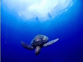 プランの魅力 니모도 만날 수 있어요 ♪ の画像