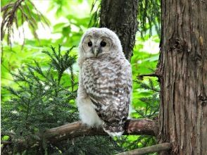 プランの魅力 Fluffy baby owl の画像