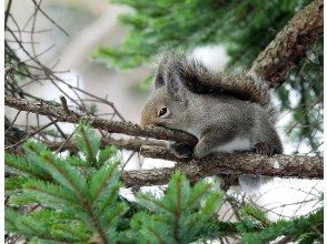 プランの魅力 半分眠るニホンリス の画像