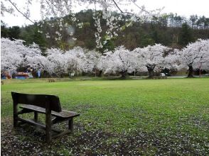 プランの魅力 "Mato Park", one of Japan's Top 100 Cherry Blossom Spots の画像