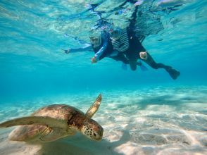 プランの魅力 Sea turtle encounter rate 99.9%♡ の画像