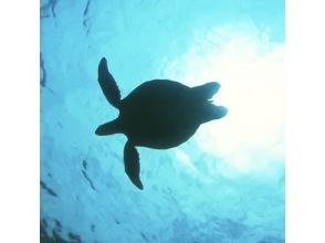 プランの魅力 運が良ければ、ウミガメに会えるかも♪ の画像
