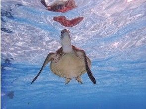プランの魅力 Can you meet sea turtles too? ! の画像