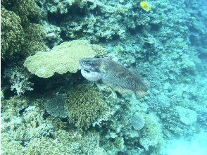 プランの魅力 海の中には、生き物が沢山♪ の画像