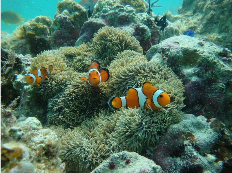 Tokashiki Island Diving Ranking Trial Diving Fun Diving Half-day Plan Day Trip Plan Recommended Shop Tour Jumbo Tours Co., Ltd. Nemo Clownfish