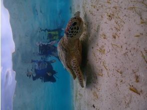 プランの魅力 可愛い海亀ちゃん の画像