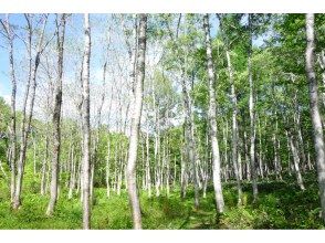 プランの魅力 Birch Forest の画像