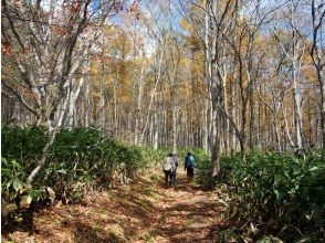 プランの魅力 Late autumn forest の画像