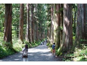 プランの魅力 Okusha cedar trees の画像