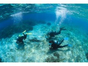 プランの魅力 優雅に水中散歩 の画像