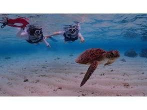 プランの魅力 安心サポート！浮き輪につかまって行くウミガメシュノーケル の画像