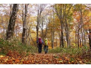 プランの魅力 紅葉のブナ林（10月） の画像