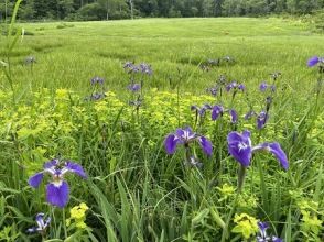 プランの魅力 玉原湿原（6月） の画像