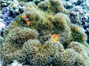 プランの魅力 熱帯魚も♪ の画像