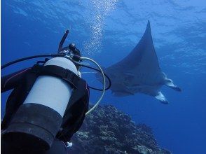 プランの魅力 Manta rays are in front of you! の画像