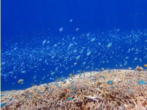 プランの魅力 Blue-green chromis dancing on the coral の画像