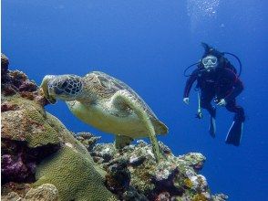 プランの魅力 アオウミガメと一緒に の画像