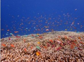 プランの魅力 サンゴの上に無数の魚達 の画像