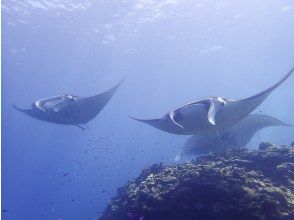 プランの魅力 ドド〜んとマンタ登場 の画像