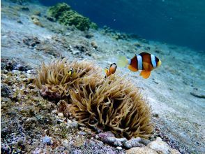 プランの魅力 熱帯魚や珊瑚も♪ の画像