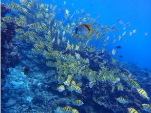 プランの魅力 熱帯魚や珊瑚と♪ の画像