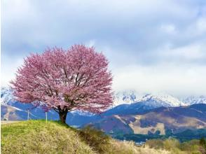 プランの魅力 Nohira's one cherry tree (optional) の画像