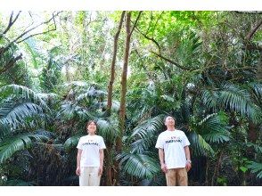 プランの魅力 ＊亜熱帯の美観を体感する旅を！ の画像