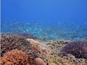 プランの魅力 觀賞美麗的珊瑚海 の画像