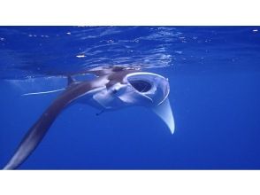 プランの魅力 冬のシーズン限定！！！水面マンタ！ の画像