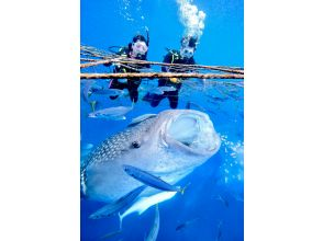 プランの魅力 目の前に迫る世界最大の魚類 の画像