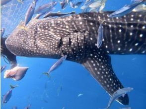 プランの魅力 国内でここだけ！ の画像