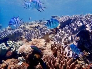 プランの魅力 沖縄でNo.1のビーチです！ の画像