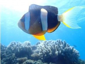 プランの魅力 可愛い系のお魚たちがたくさん！ の画像