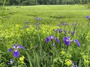 プランの魅力 ヒオウギアヤメ、オゼタイゲキ(6月) の画像