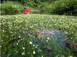 プランの魅力 夏はバイカモ の画像