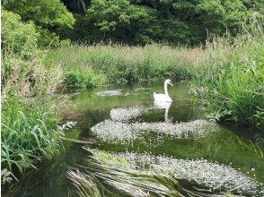 プランの魅力 川幅いっぱいに咲くバイカモ の画像