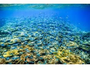 プランの魅力 カラフルなお魚さん の画像