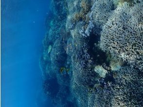 プランの魅力 天然水族館 の画像