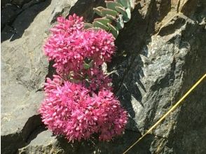 プランの魅力 高山植物の宝庫！ の画像