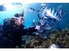 プランの魅力 お魚パラダイス☆ の画像