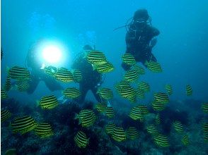 プランの魅力 南房総 西川名の素晴らしい海での体験ダイビングです の画像