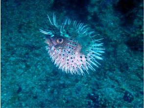 プランの魅力 ハリセンボン の画像
